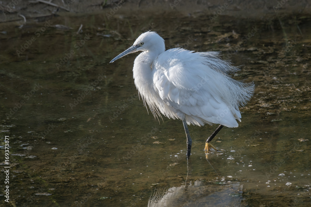 Detailed photograph of a little egret standing in a pool alert and looking for a meal Detailed photograph of a little egret standing in a pool alert and looking for a meal