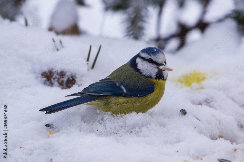 Blaumeise im Schnee mit Futter im Schnabel Blaumeise im Schnee mit Futter im Schnabel