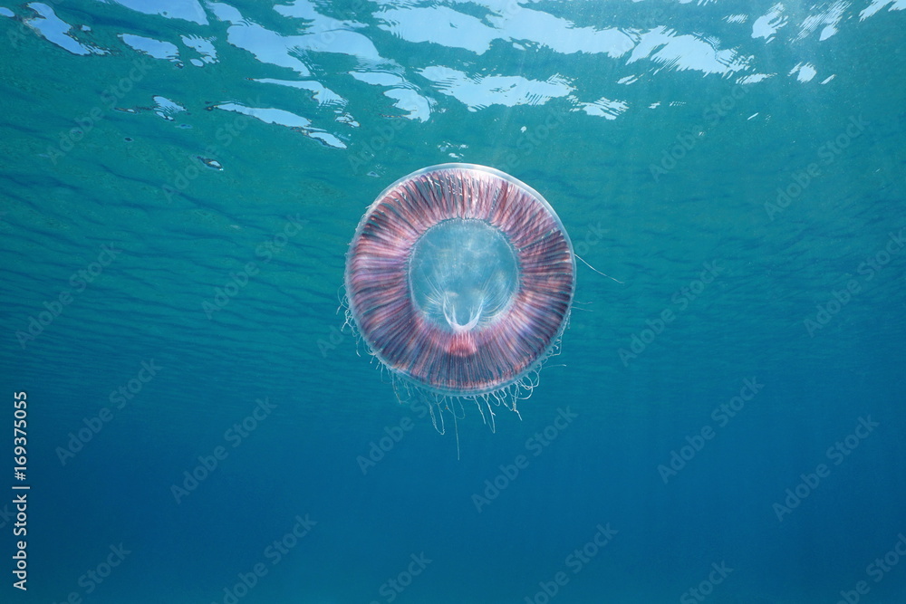 Fototapeta premium Underwater jellyfish Aequorea in the Mediterranean sea, Spain, Costa Brava, Girona, Catalonia