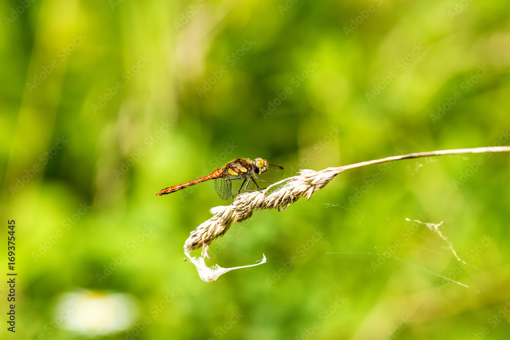 Blutrote Heidelibelle, Sympetrum sanguineum, männlich Blutrote Heidelibelle, Sympetrum sanguineum, männlich
