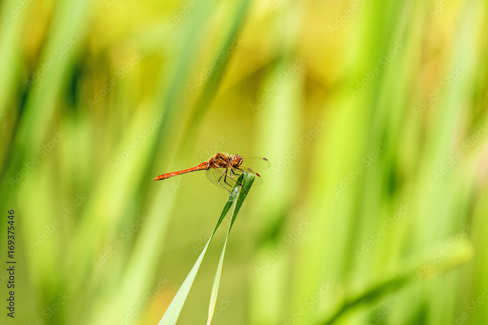 Blutrote Heidelibelle, Sympetrum sanguineum, männlich Blutrote Heidelibelle, Sympetrum sanguineum, männlich