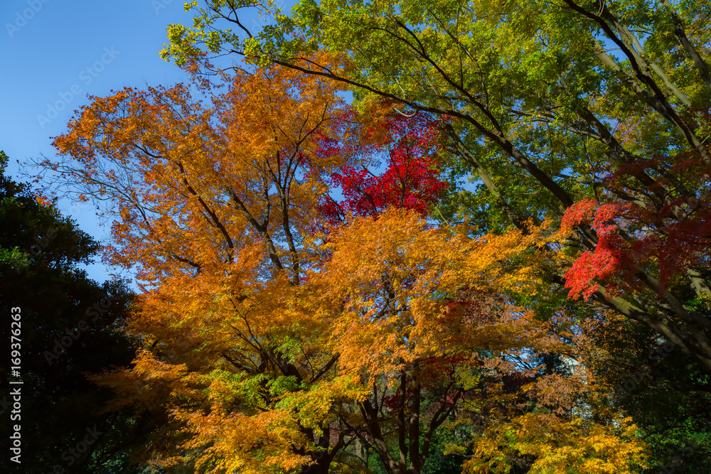 The maple and autumn leaves.The shooting location is Arisugawa Park in Minami Azabu, Minato-ku, Tokyo, Japan. 