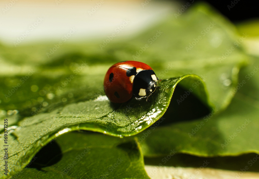 Fototapeta premium Macro of bug insect (Ladybug) red and dot black color close up on the green leaf or leave in nature