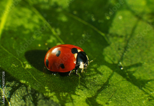 Macro of bug insect (Ladybug) red and dot black color close up on the green leaf or leave in nature © Aleksandr