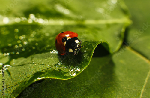 Macro of bug insect (Ladybug) red and dot black color close up on the green leaf or leave in nature photo