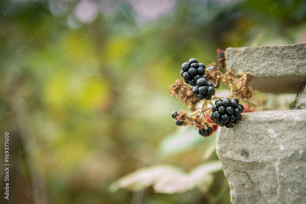 Bunch of red and black Blackberries Bunch of red and black Blackberries