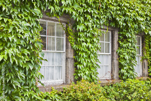 Typical old irish window with wall covered in ivy  Ireland 