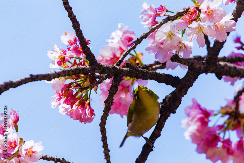The Japanese White-eye.The background is cherry blossoms. Located in Tokyo Prefecture Japan. The Japanese White-eye.The background is cherry blossoms. Located in Tokyo Prefecture Japan.
