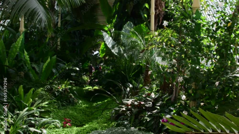 Tropical plants and tree in the botanic garden. Botanic greenhouse. Interior of glasshouse. Tropical background. 4K. Tropical plants and tree in the botanic garden. Botanic greenhouse. Interior of glasshouse. Tropical background. 4K.