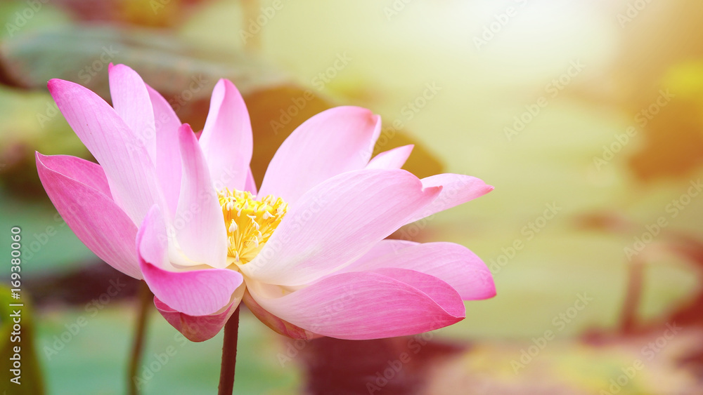 Fototapeta premium Pink bloom lotus flower in water pond garden decoration (Lotus used to worship)