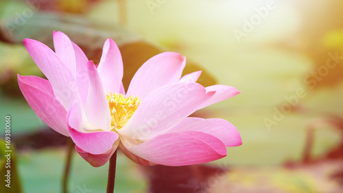 Pink bloom lotus flower in water pond garden decoration  Lotus used to worship 