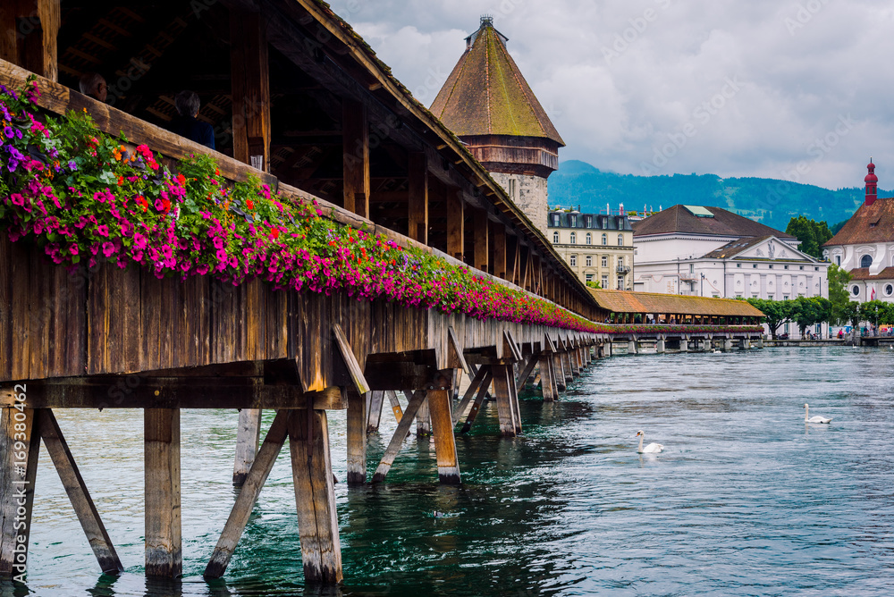 Obraz premium Old Tower and Bridge of Lucerne with white swan in lake