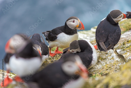  Atlantic Puffin is found in the North Atlantic Ocean.