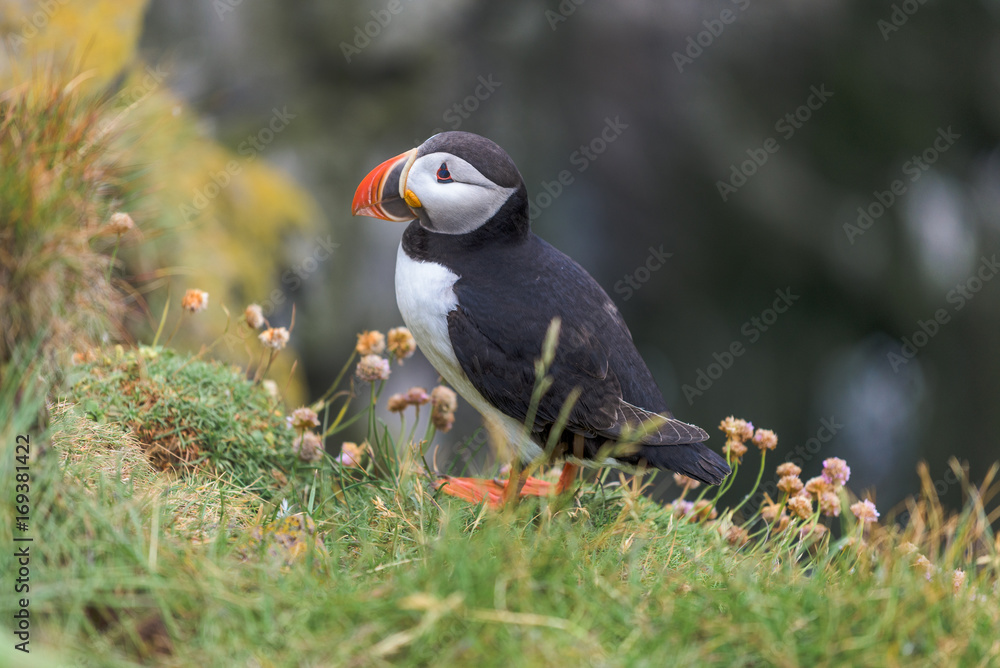  Atlantic Puffin is found in the North Atlantic Ocean.