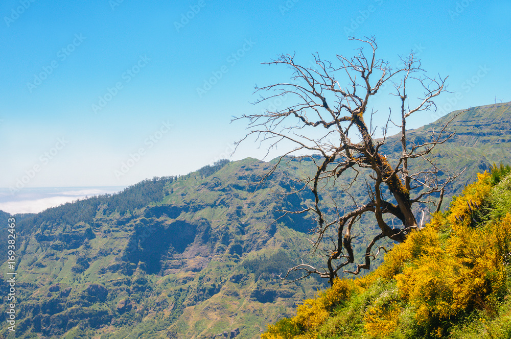 Lonely tree. View of mountains on the route Encumeada - Boca De Corrida, Madeira Island, Portugal, Europe. Lonely tree. View of mountains on the route Encumeada - Boca De Corrida, Madeira Island, Portugal, Europe.