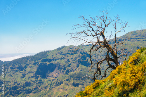 Lonely tree. View of mountains on the route Encumeada - Boca De Corrida, Madeira Island, Portugal, Europe.