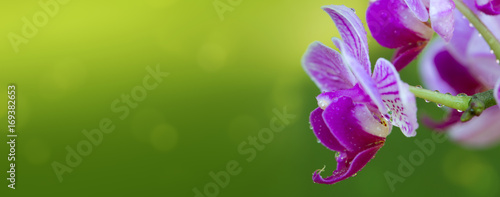 Wallpaper Mural Pink orchid with water drops isolated. Torontodigital.ca