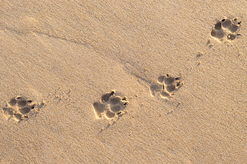 Photo of dog footprint on the tropical beach