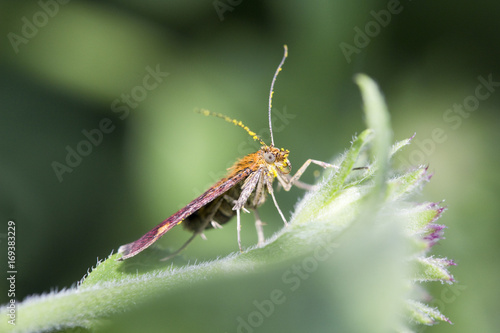 Mint Moth (Pyrausta aurata) © chillingworths