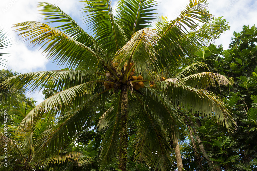 Palm tree in the lush rain forest in the Portland Parish, on the East Coast of Jamaica on 30 December 2013.