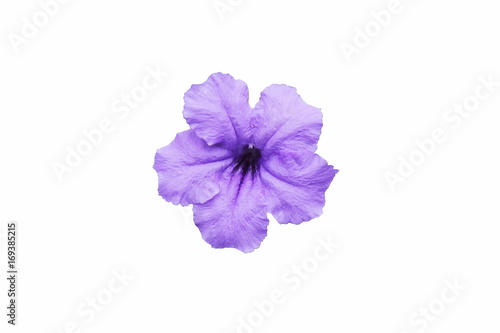  Top view of  blooming beautiful violet flower isolated on white background