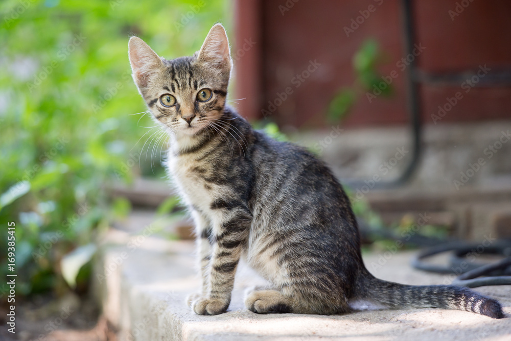 Cat Cat