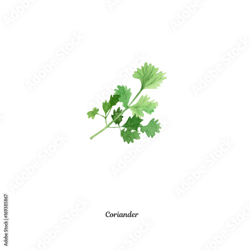 Handpainted watercolor poster with coriander