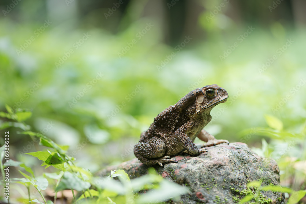 Asian common toad in feel of nature ,Amphibian of Thailand Asian common toad in feel of nature ,Amphibian of Thailand