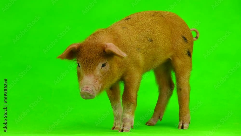 pig isolated on a green background. in studio shot pig isolated on a green background. in studio shot