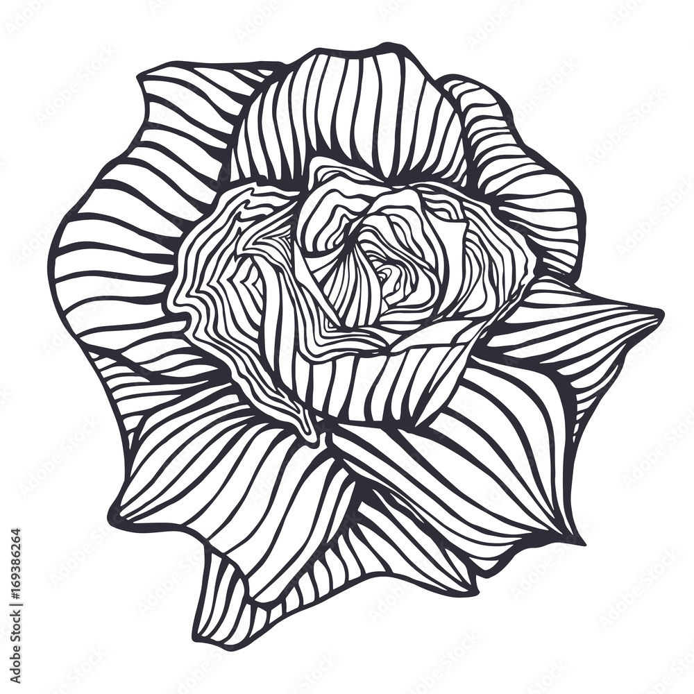 rose, flower, hand-drawing vector illustration sketch rose, flower, hand-drawing vector illustration sketch