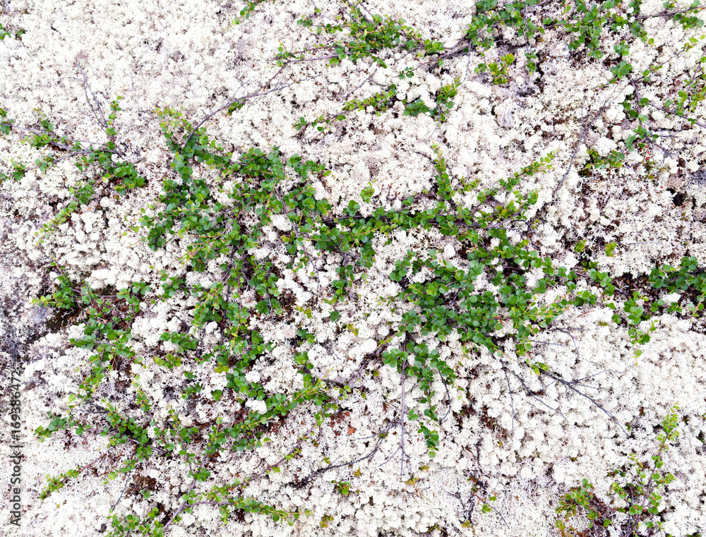 Dwarf birch growing in reindeer moss in the Arctic tundra in the north of Russia Dwarf birch growing in reindeer moss in the Arctic tundra in the north of Russia