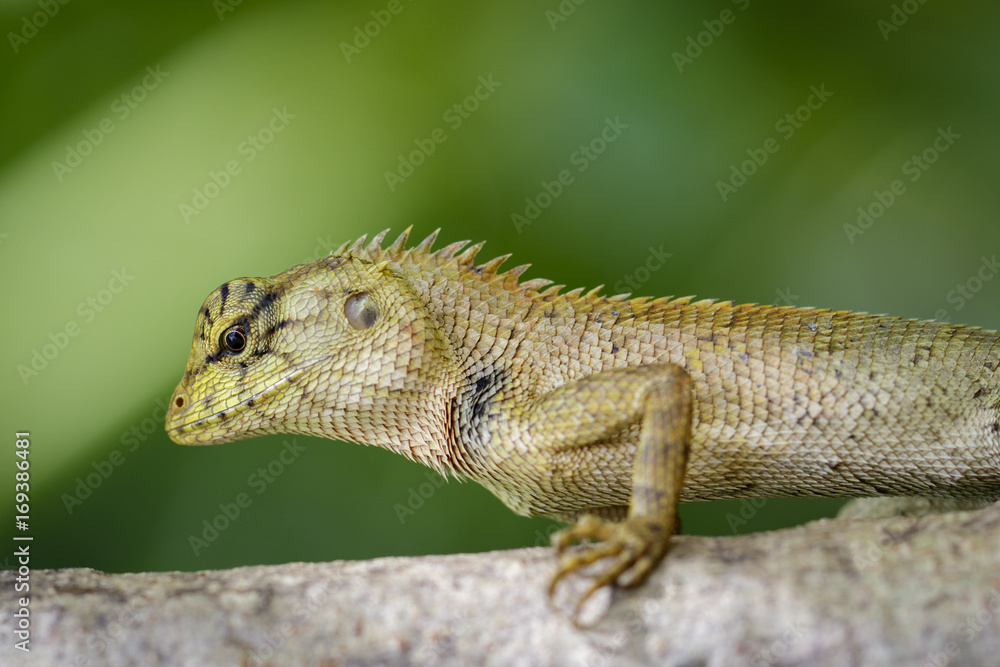 Fototapeta premium Image of chameleon or lizard on nature background. Reptile