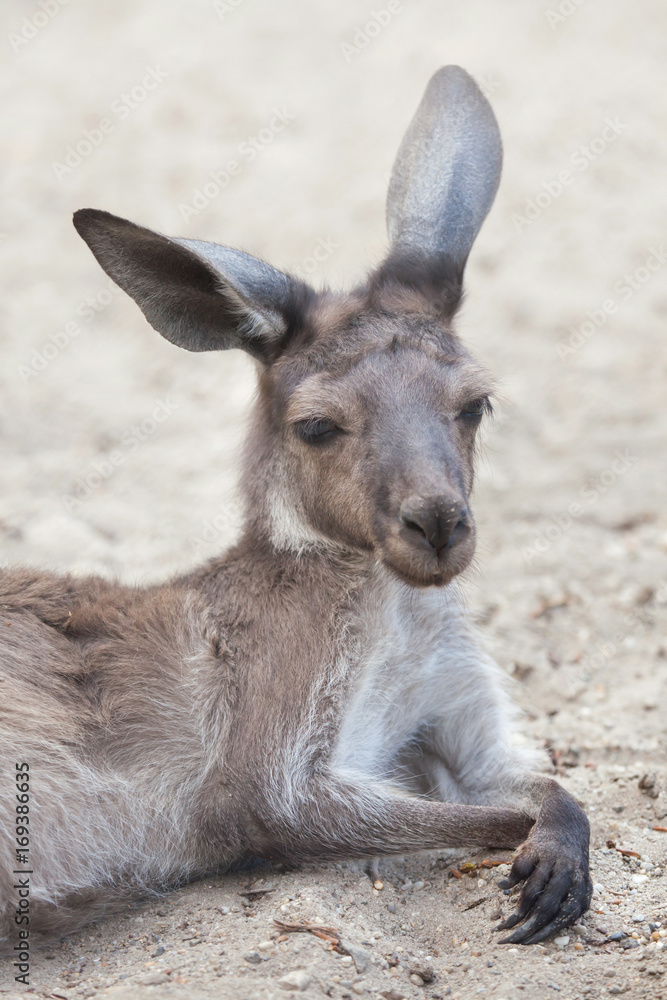 Western grey kangaroo (Macropus fuliginosus melanops)