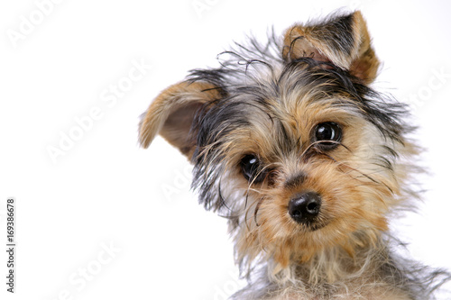 Yorkshire terrier