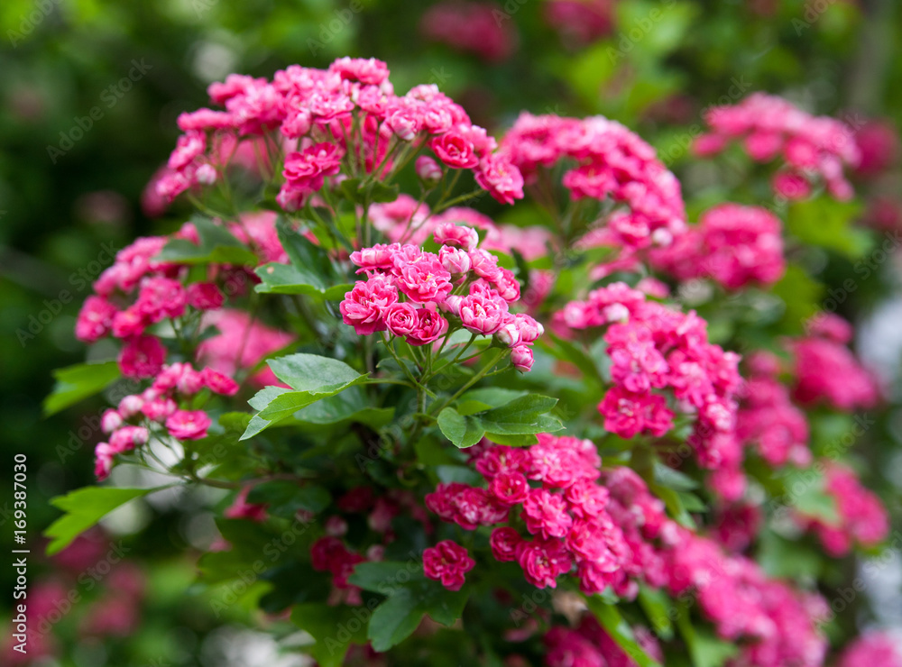 A branch of a flowering scarlet hawthorn A branch of a flowering scarlet hawthorn
