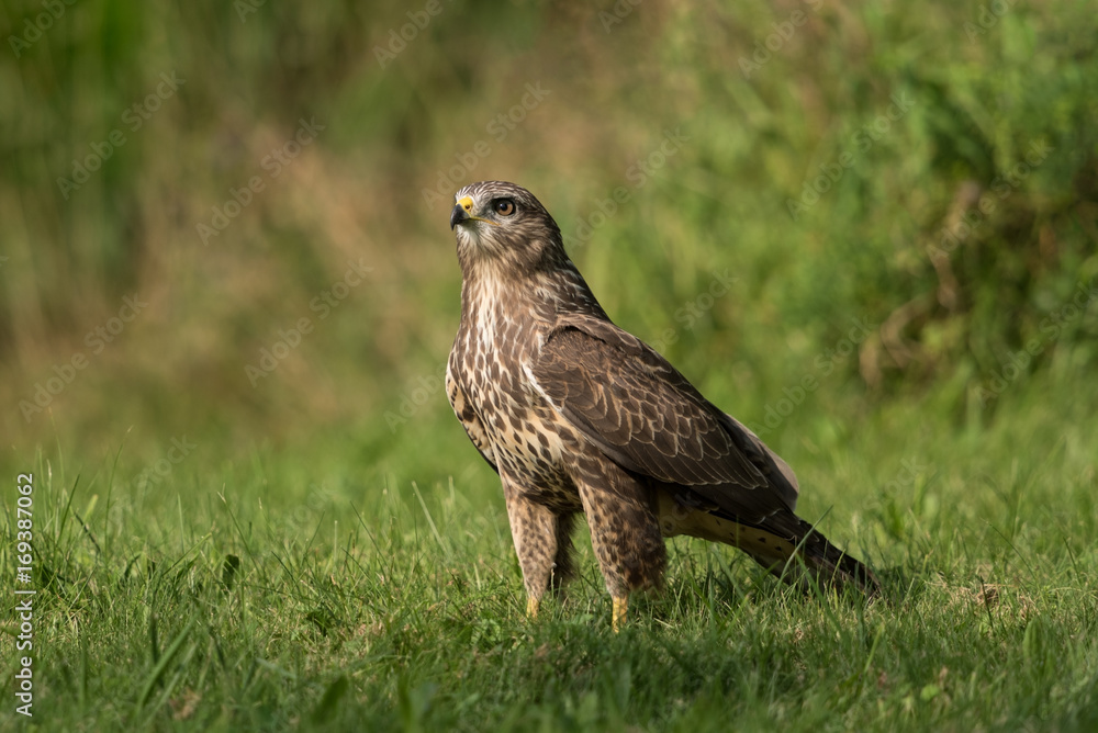Common buzzard, Buteo buteo Common buzzard, Buteo buteo