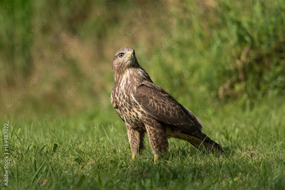 Fototapeta premium Common buzzard, Buteo buteo