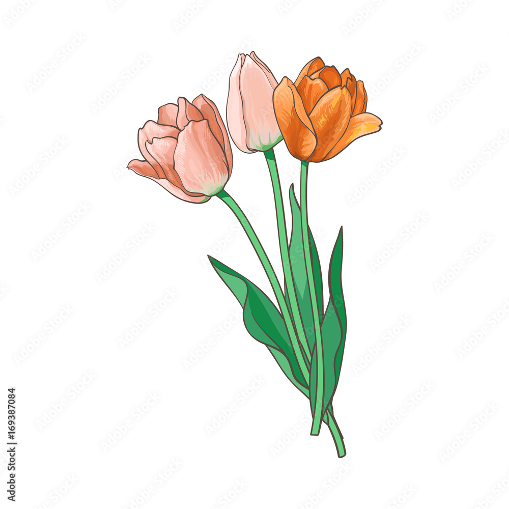vector tulip set isolated illustration on a white background. Flower ...
