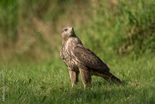 Common buzzard, Buteo buteo