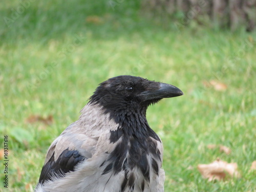 Grey crow on green background