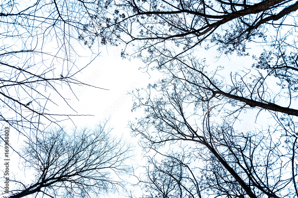 view from below of bare branches of trees in cold winter day view from below of bare branches of trees in cold winter day