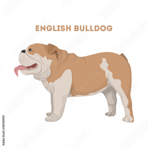 Isolated English bulldog.