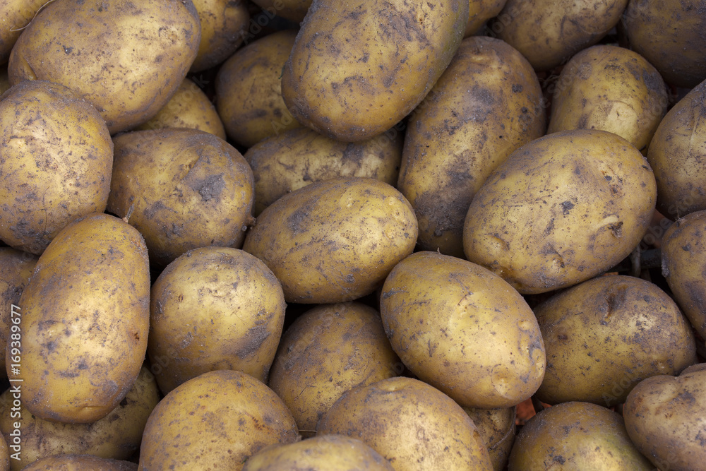 The harvested potatoes out of the ground close up. New potatoes. The texture of the potatoes. The harvested potatoes out of the ground close up. New potatoes. The texture of the potatoes.