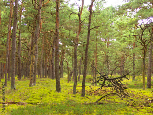 Mysteriöser Kiefernwald