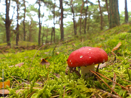 Fliegenpilz auf Moosboden im Kiefernwald