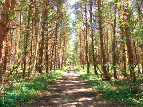 Kiefernwald Ostsee Rügen