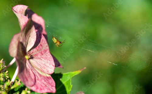 Spinne im Netz photo