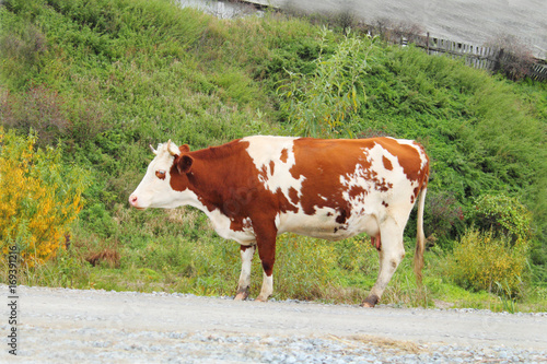 A cow stands on the road © Chisnikov