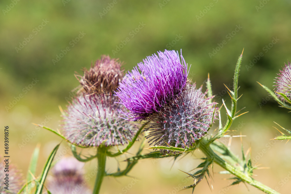 Pink milk thistle flower in bloom in summertime Pink milk thistle flower in bloom in summertime