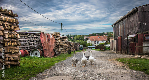 Fotografie La danse des oies
